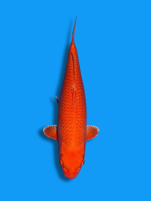 Orenji Ogon